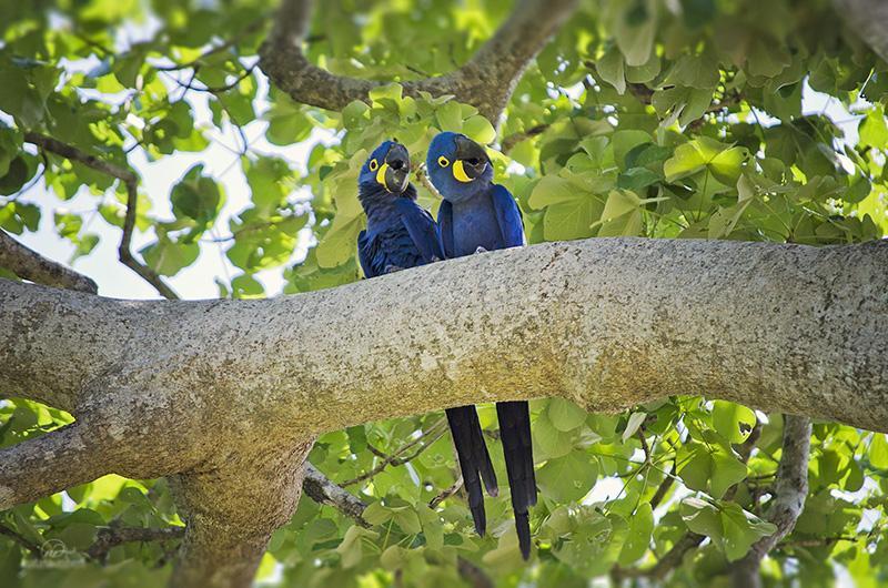 pantanal 134