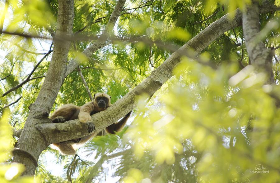 pantanal 174a